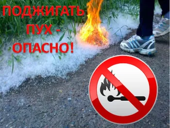 Осторожно! Тополиный пух.
